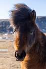 Iceland, Icelandic horse Art Print
